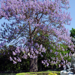 Paulownia tomentosa